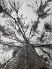 Ink on 4 sheets of paper. For ARTS-110, Spring 2020.
